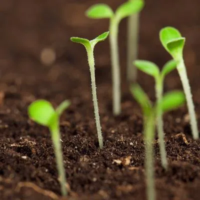 Light-Controlled Plant Development: Photomorphogenesis and Crosstalk with Hormonal and Environmental Signals