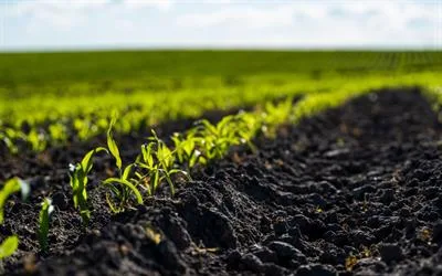 Microbial Communities in Biogas Slurry and Their Functional Roles in Sustainable Agriculture