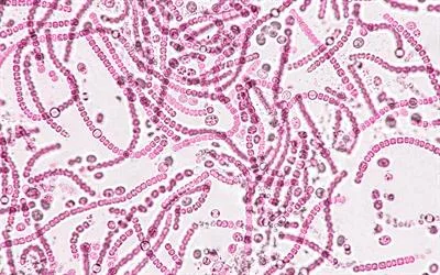 Natural Modulation of Gut Host–microbe Symbioses: Integrating Traditional Medicines With Microbiome Science