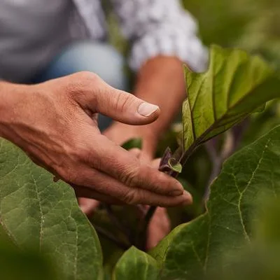 Plant Physiological Responses and Rhizosphere Microecological Dynamics under Emerging Contaminant Stress
