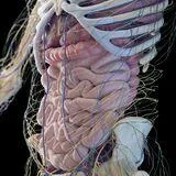 Advances in Organ Injury: From Mechanisms to Clinical Management and AI-Driven Innovations