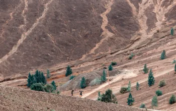 Uncovering plant adaptation mechanisms for effective ecological restoration