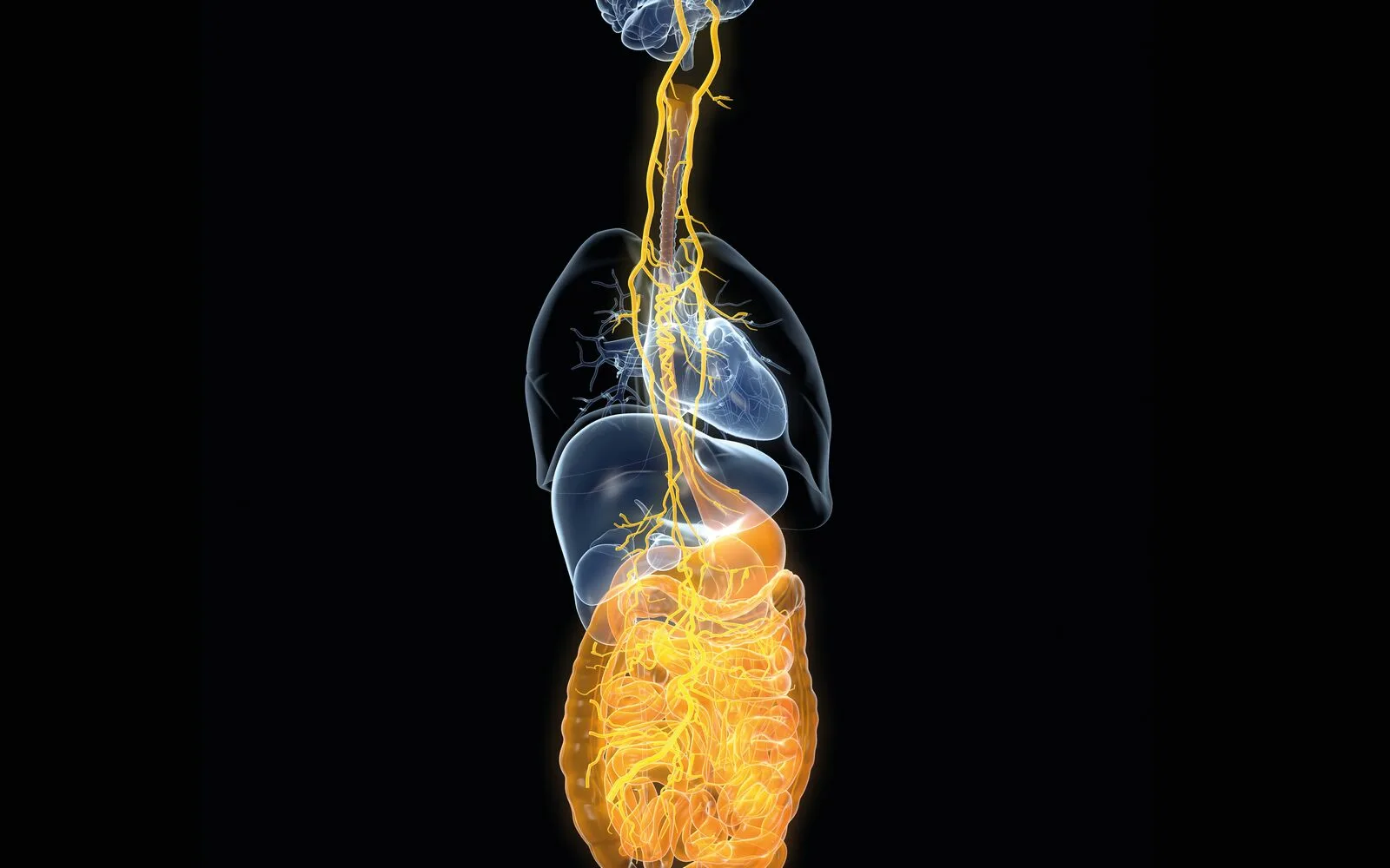 Decision Support Beyond Symptom Diaries for Gut–Brain Disorders: Portable Assessment, Bias Validation, Implementation Workflows