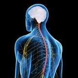 Spinal Degeneration, Deformity, and Spinal Cord Injury
