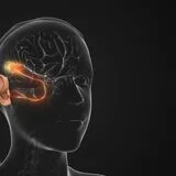 Exploring the Neural Mechanisms of Sensory-Cognitive Associations: Bridging Sensory Perception and Higher Cognitive Functions, Volume II