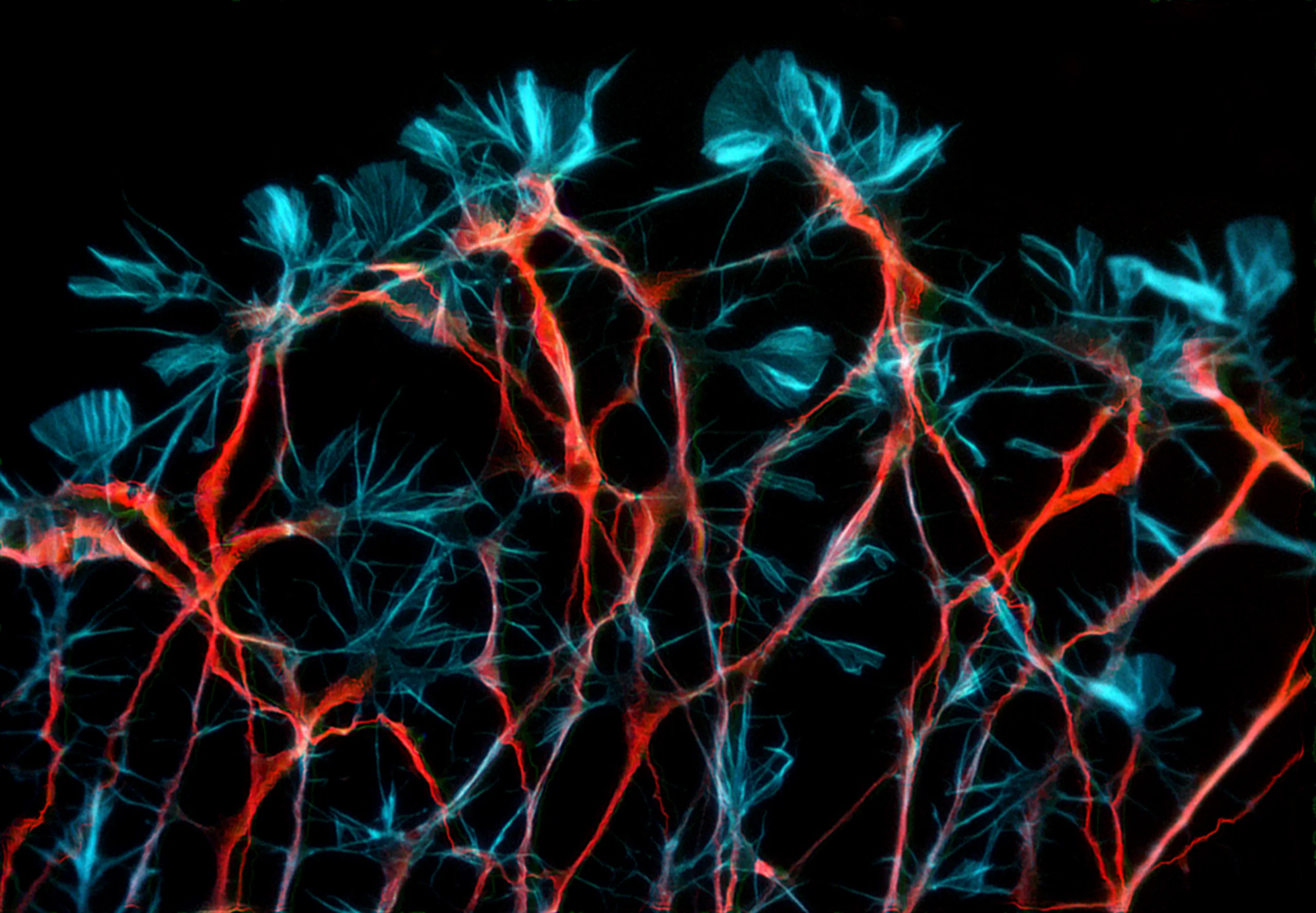 Frontiers in Computational Neuroscience
