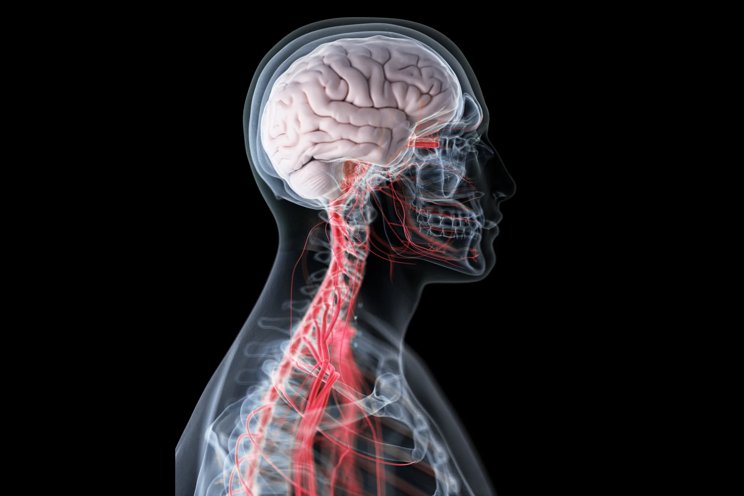 Frontiers in Human Neuroscience