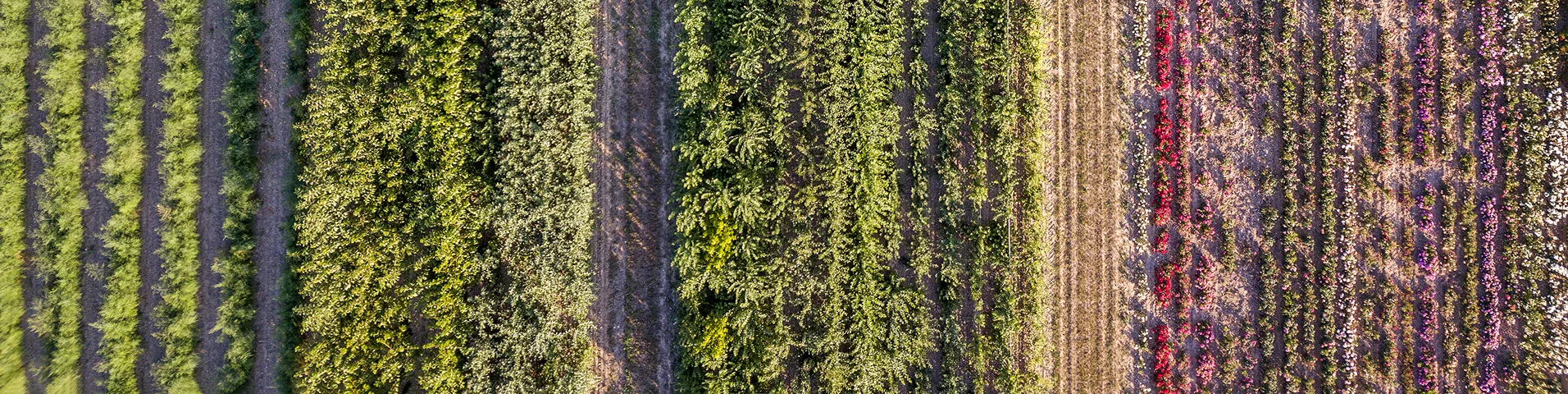 Frontiers in Sustainable Food Systems