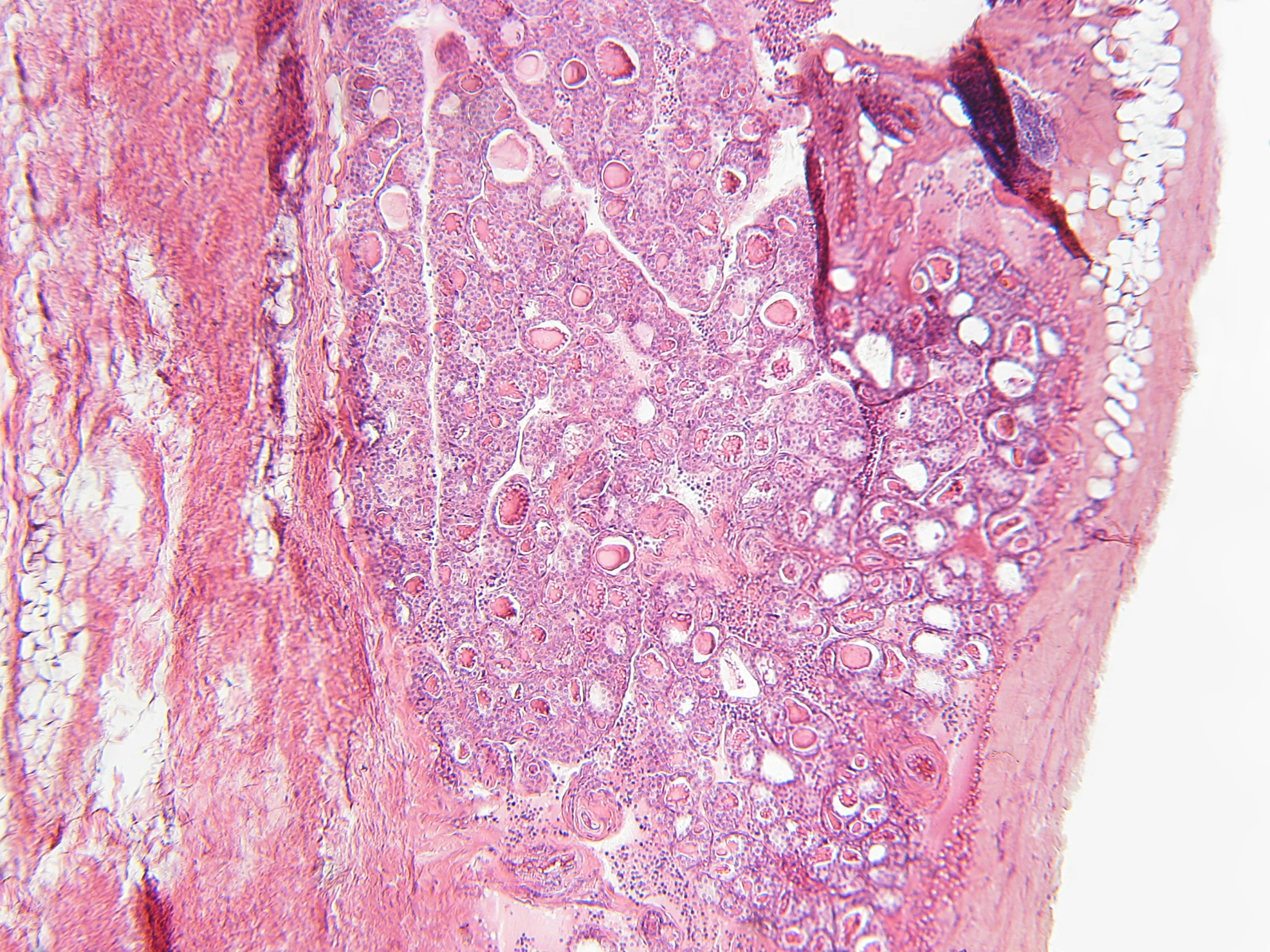 Frontiers in Endocrinology