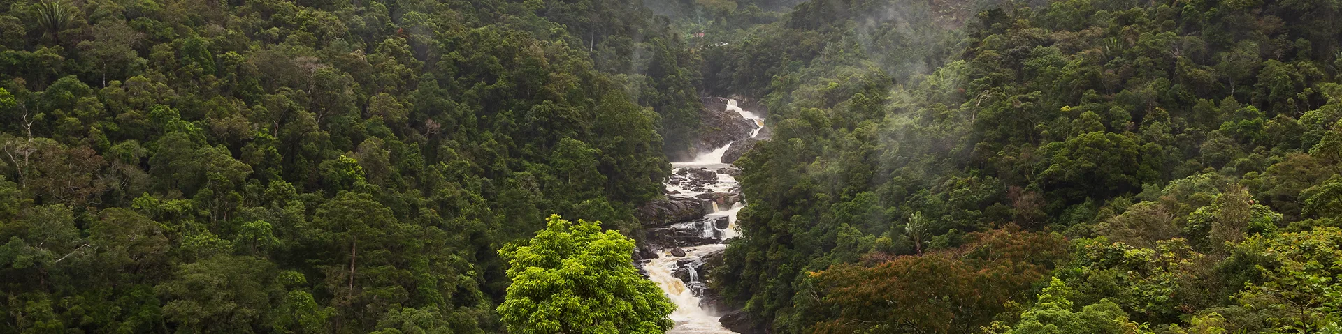 Frontiers in Forests and Global Change