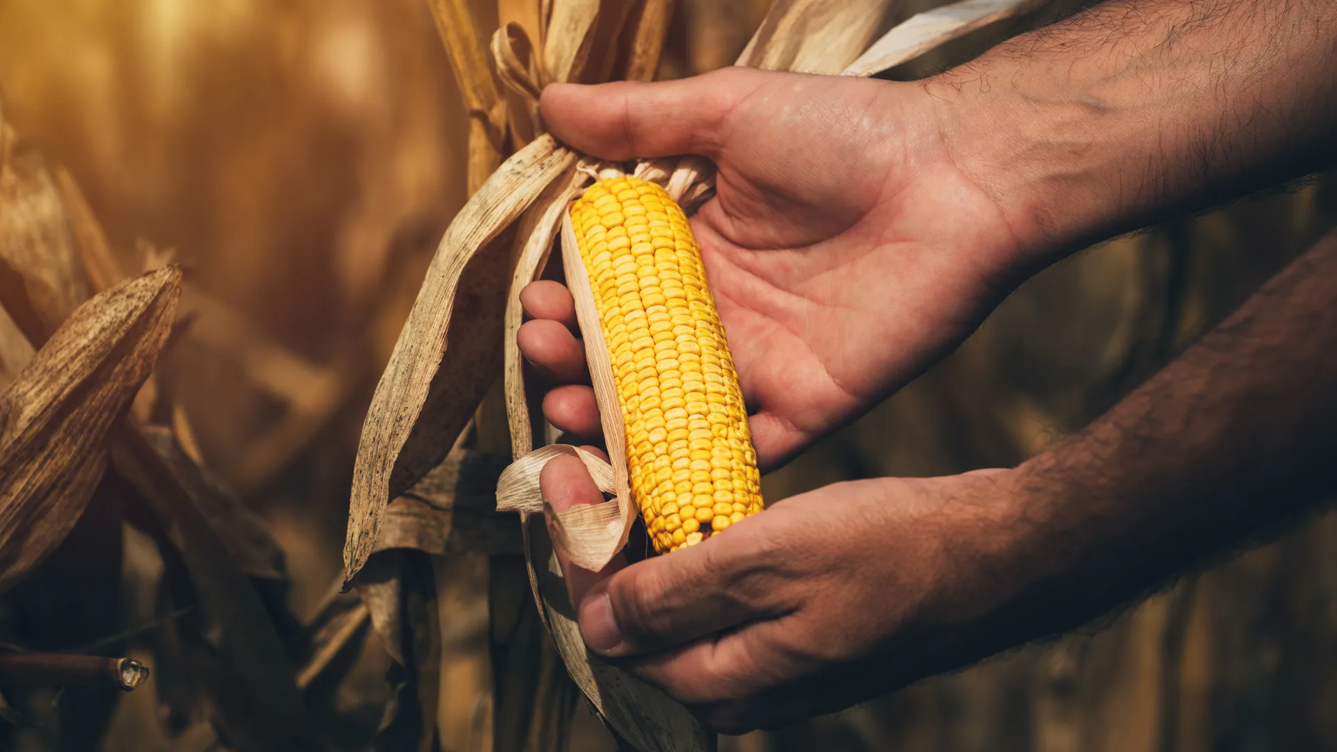 Frontiers in Agronomy