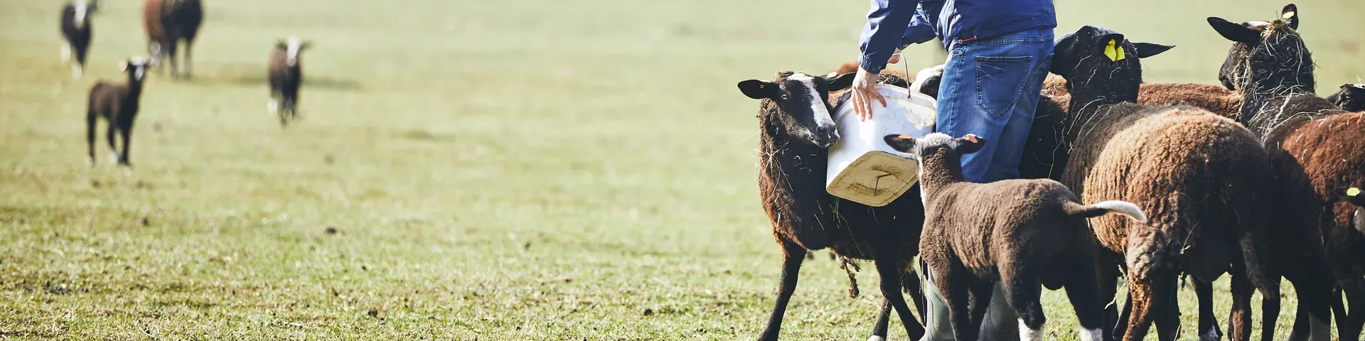 Frontiers in Animal Science