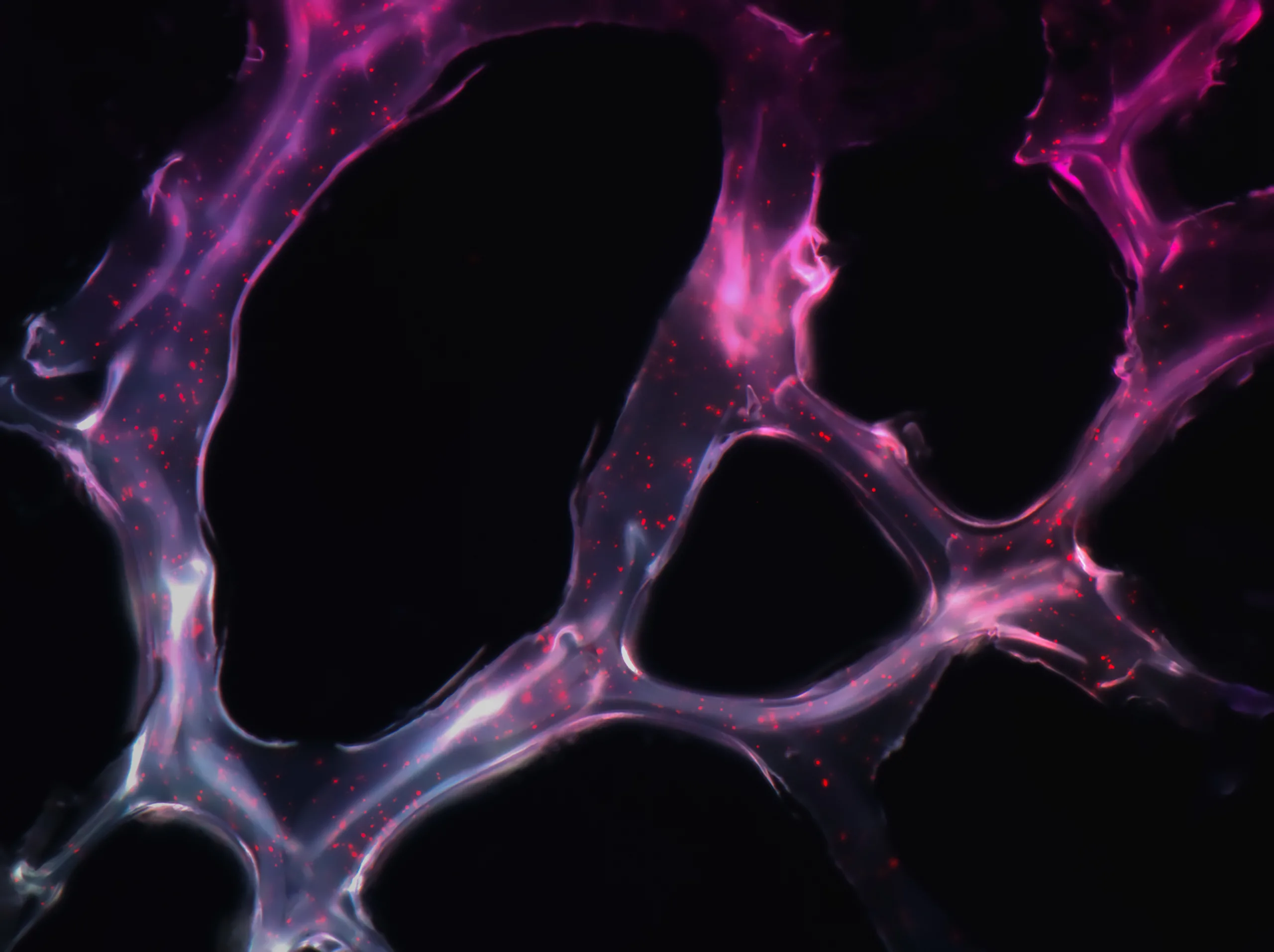 Decoding Drug Mechanisms of Action through Multi-Omics and Network-Based Modelling