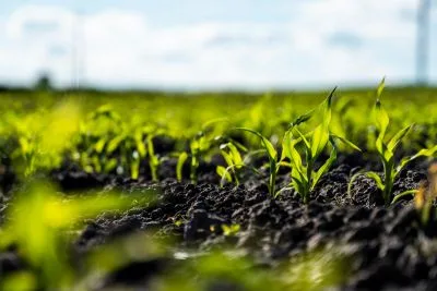 Decoding Plant Adaptation to Salinity and Drought Stress: Mechanisms, Genes, and Innovations
