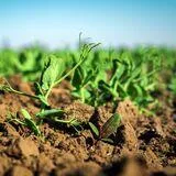Monitoring and Modelling of Soil Hydraulic Properties and Soil-Water Dynamics in the Soil-Plant-Atmosphere Continuum