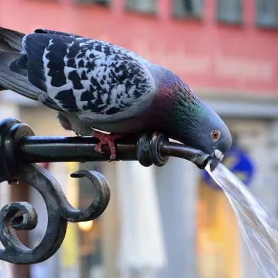 Understanding avian intelligence: Electrophysiology of behavior and cognition