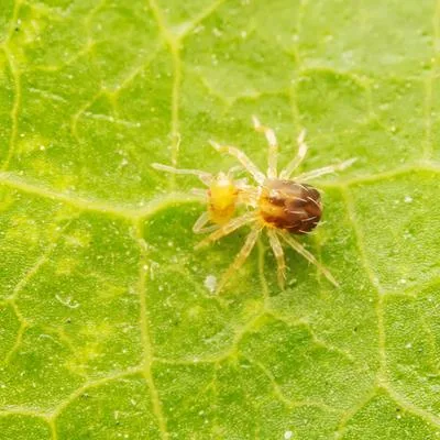 Integrated Pest Management Approaches to Manage Arthropod Pests in Specialty Cropping Systems