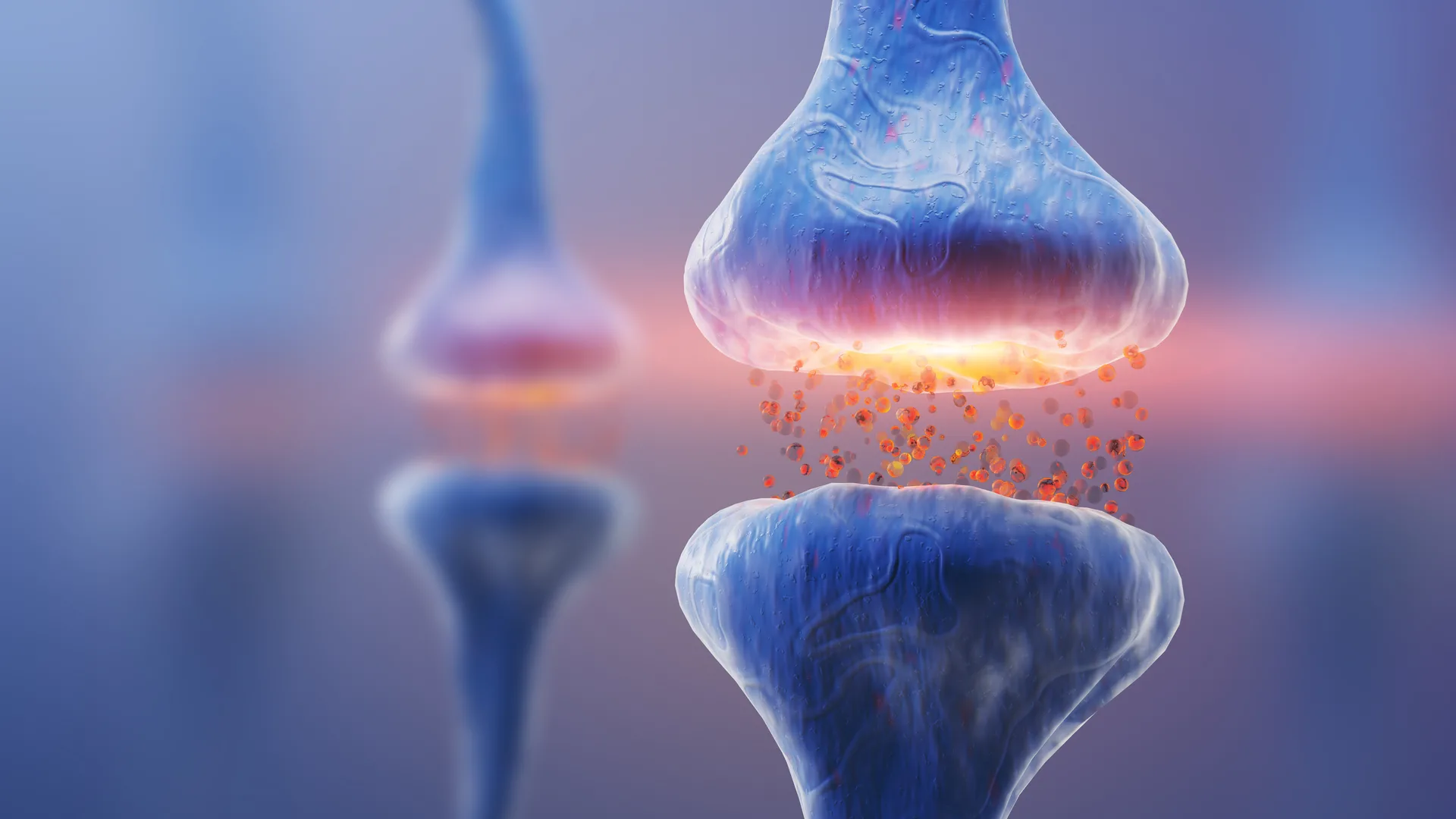 Synaptic Nanoarchitecture, Synaptic Plasticity, and Circuit Neuroanatomy
