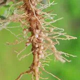 Integrating Microbial Inoculants and Green Technologies for Enhanced Plant Nutrition and Protection