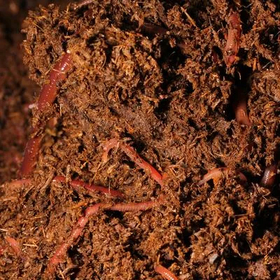 Beyond Mitigation: The Role of Soil Organic Matter for Climate Change Adaptation in Agriculture