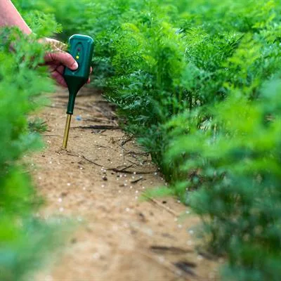 Sustainable Management of Soil Nitrogen and Phosphorus in Diverse Farmland Systems