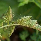 Spatiotemporal Pest Control: Research, Development and Risk Assessment
