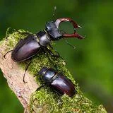 Sustainable Edible Insect Production