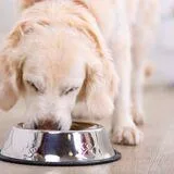 The Economics of Sustainable Pet Food Systems: Value Chains, Innovation, and Policy