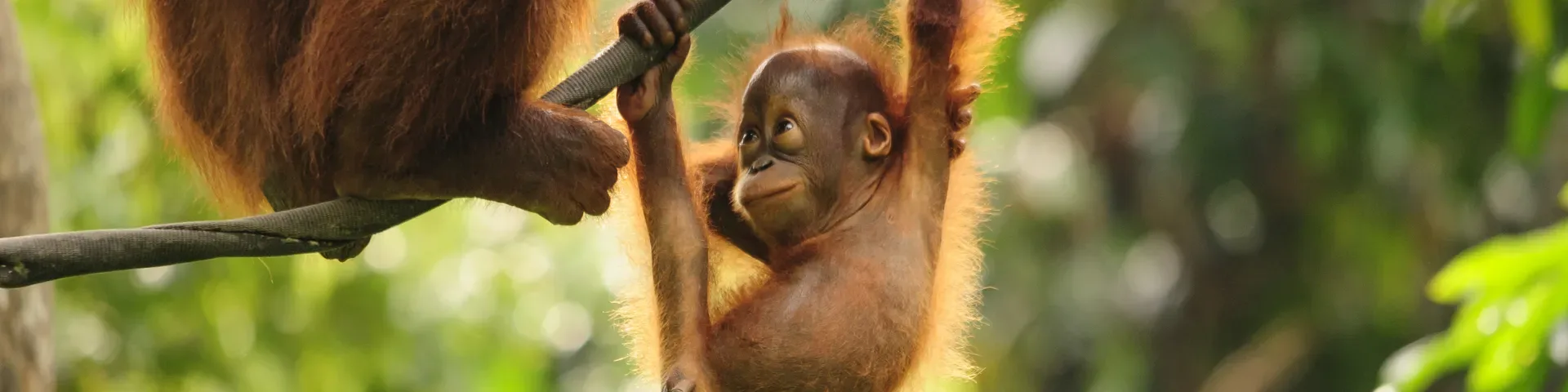 Frontiers in Conservation Science
