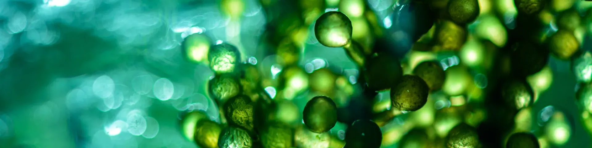Frontiers in Sustainability