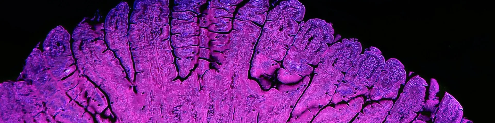 Frontiers in Gastroenterology