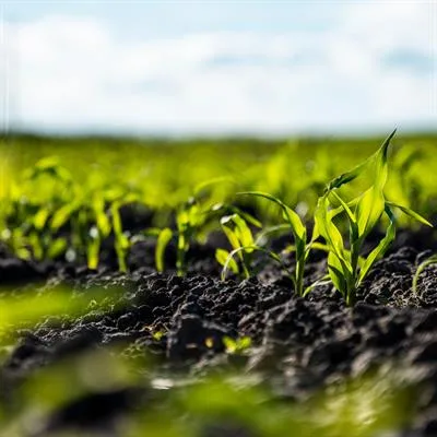 Building Resilient Agroecosystems: Linking Organic Management and Farming Practices to Multidimensional Soil Health and Crop Productivity