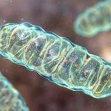 Mitochondrial Dysfunction and Oxidative Stress in the Neuromusculoskeletal System
