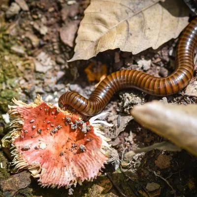 Reviews in Soil Biology, Ecosystems and Biodiversity