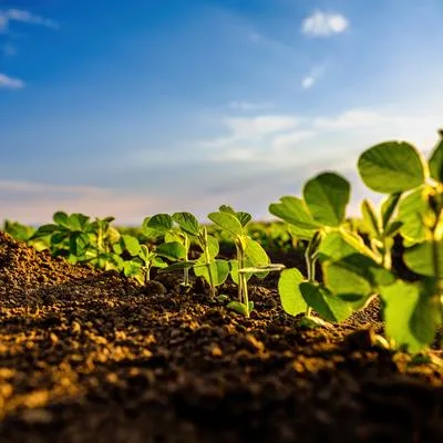 Acidification of Soils: Mechanisms, Consequences, and Mitigation Technologies