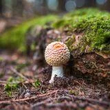 Psychedelics in Adolescence: Systems-Level Mechanisms, Developmental Timing, and Translational Biomarkers