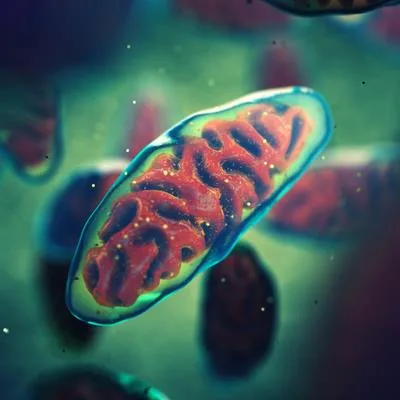 Redox Stress, Mitochondrial Dysfunction, and Regulated Cell Death Mechanisms in Neuropathic Pain