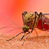 Advances in Anti-Malarial Drug Discovery Part II