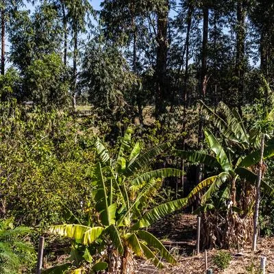 Remote Sensing for Tropical Agriculture and Forests
