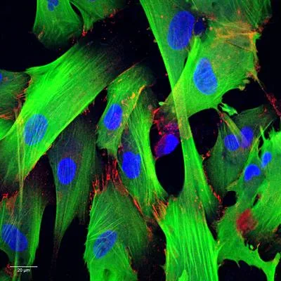 Translational Advances in Shockwave Therapy: Novel Evidence from Bench to Bedside in Multidisciplinary Applications