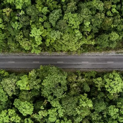 The Anthropogenic Forest: Multidisciplinary Perspectives On Forest Ecological Status