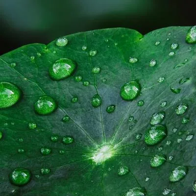 Coordination of Nutrient Recycling and Acquisition Strategies in Plants: Root and Leaf Trait Interactions