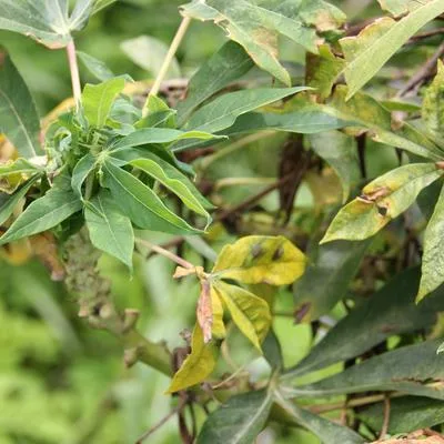 CRISPR-Gene Editing to Improve Plant Disease Resistance