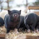 Natural By-Products and Feed Additives in Livestock and Aquaculture: Improving Productivity and Product Quality
