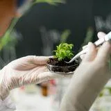 Genetic Rescue of Endangered Medicinal Plants for Climate Resilience: Integrating Conservation Genomics and Sustainable Restoration