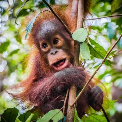 Emerging Technologies for Biodiversity Conservation in Tropical Forests: From Remote Sensing to Artificial Intelligence for Monitoring, Restoration, and Community-Based Stewardship