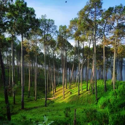 World Soil Day – Advances in Forest Soil Research