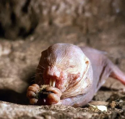 Insights from Unconventional Animal Models: Exploring Unique Adaptation and Disease Resistance