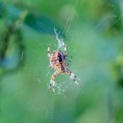 Urbanization and Invertebrates: Diversity, Function, Adaptations and Evolution
