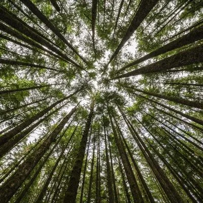 Scaling Forest Carbon Offsets: Opportunities, Challenges, and Trade-offs